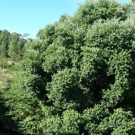 Casajp فيانا دو كاستيلو