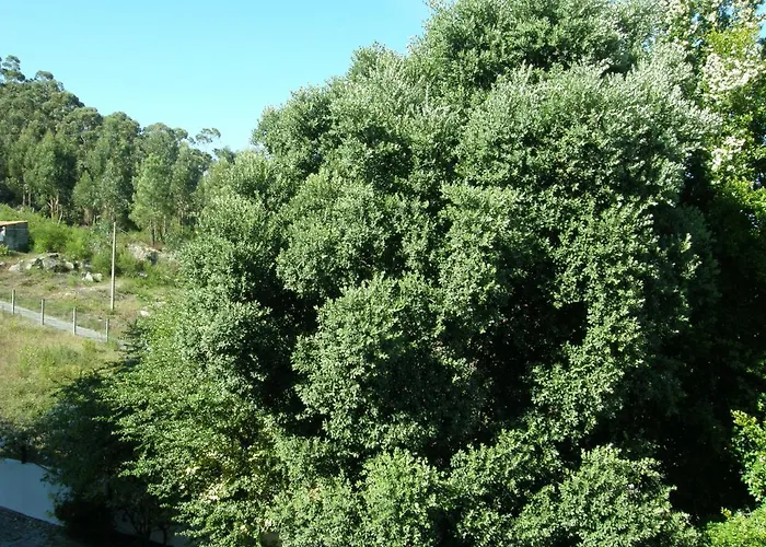 Casajp Βιάνα ντο Καστέλο